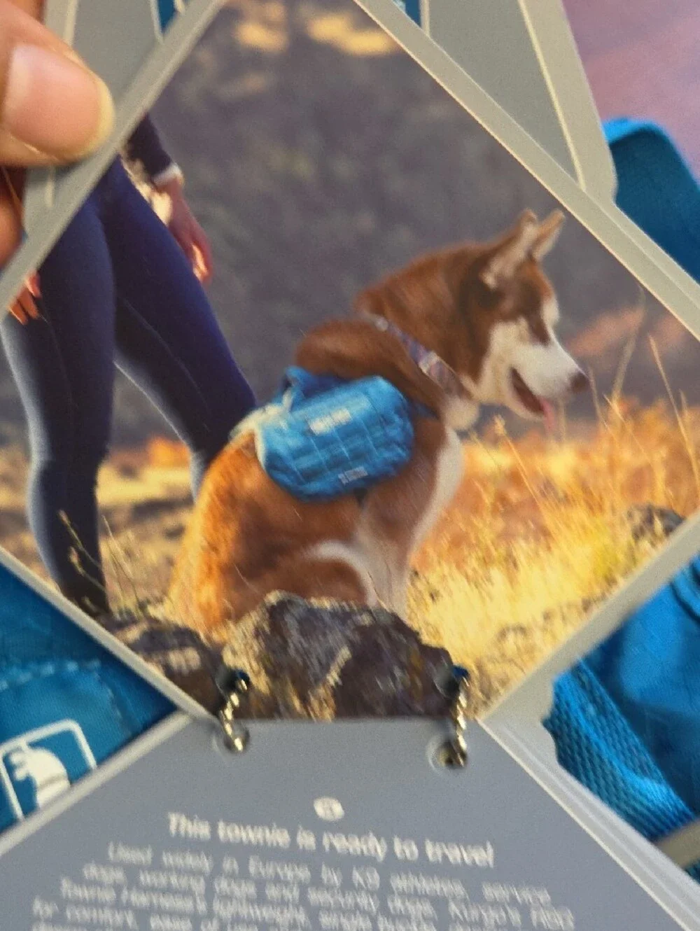 Kurgo Townie Harness Teal Blue Dog Harness
